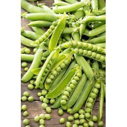 Pisello - Sześciotygodniowy - 1 kg - Varietà a maturazione precoce, resistente alle malattie - Semi Freschi