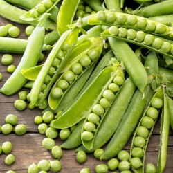 Pisello - Sześciotygodniowy - 500 g - Resistente alle malattie, raccolto rapido - Semi Freschi
