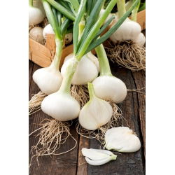 Cipolla - Hiberna - Raccolta anticipata, dolce, perfetta per rimessaggio invernale - Semi Freschi