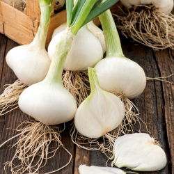 Cipolla - Hiberna - Raccolta anticipata, dolce, perfetta per rimessaggio invernale - Semi Freschi
