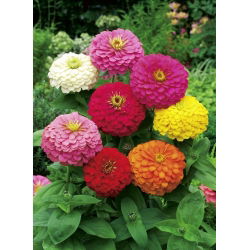 Zinnia Dahlia Mix семена - Zinnia elegans dahliaeflora - 180 семян