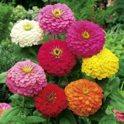 Zinnia Dahlia Mix семена - Zinnia elegans dahliaeflora - 180 семян