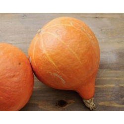 Labu raksasa "Uchiki Kuri (Hokkaido)" - sangat baik untuk pelestarian anak-anak - 100 g - 