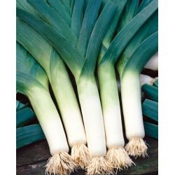 Porrulauk - Tango - 320 seemned - Allium ampeloprasum L.