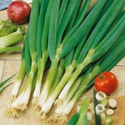 Cipolla d'inverno - Bajkal - Verdure durevoli, gustose e resistenti - Semi Freschi