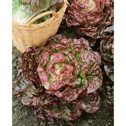Червена маруля "Сахим" - 850 семена - Lactuca sativa L. var. capitata 
