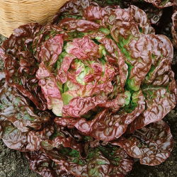 Червена маруля "Сахим" - 850 семена - Lactuca sativa L. var. capitata 