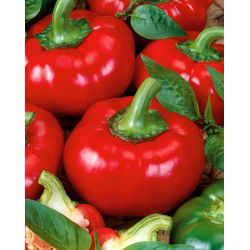 Перець "Дюма" - червоний і солодкий - Capsicum L. - насіння