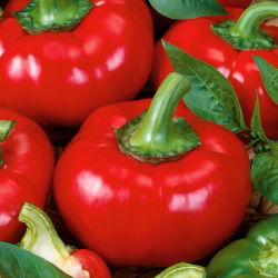 Перець "Дюма" - червоний і солодкий - Capsicum L. - насіння