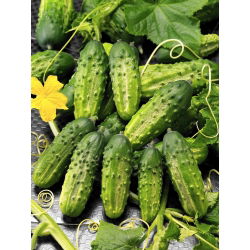 Cucumber - Cornichon de Paris - Perfect and Crunchy variety for Pickling - Fresh Seeds