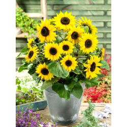 Navadna sončnična semena - Helianthus annuus - 40 semen - Helianthus annus