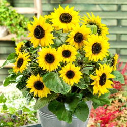 Navadna sončnična semena - Helianthus annuus - 40 semen - Helianthus annus