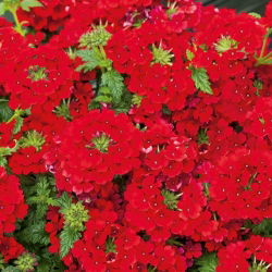 Садова вербена - червоний сорт; садова вербена - 120 насіння - Verbena x hybrida 
