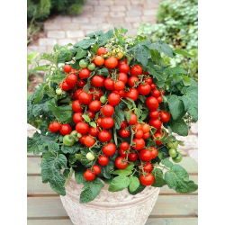 Benih Tomato Cherry - Lycopersicon esculentum - 200 biji benih - Lycopersicon esculentum Mill 