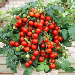 Tomato - Maskotka - Delicious Mini Harvests, Ideal for Balconies - Fresh Seeds