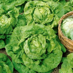 Зимни салати "Humil" - 900 семена - Lactuca sativa L. var. Capitata