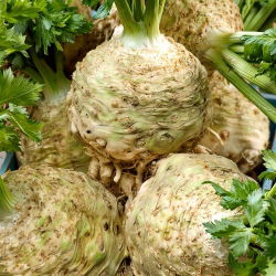 Celeriac, akar Saderi "Talar" - 900 biji - Apium graveolens - benih