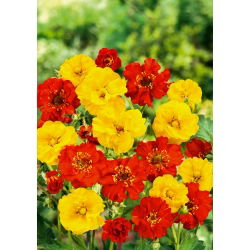 Scarlet avens, Chilean avens, double bloody mary - 120 seeds