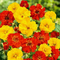 Scarlet avens, Chilean avens, double bloody mary - 120 seeds