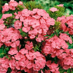 Roosa-oranž magus William "Newport Pink" - 450 seemnet - Dianthus barbatus - seemned