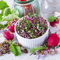 Semi per germogli - Ravanello - China Rose - 500 g - Sapore piccante e ricco di nutrienti - Semi Freschi