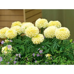 Tagetes erecta nana  - Vanilla - 0,2 gmagok - Tagetes erecta nana fl. pl.