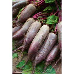 Pancar "Kier" - silindirik, uzun kökler - 500 tohum - Beta vulgaris - tohumlar