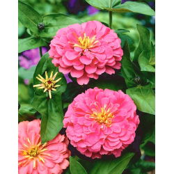Dahlia gėlių paprasta cinamija "Apšvietimas" - 120 sėklų - Zinnia elegans dahliaeflora - sėklos