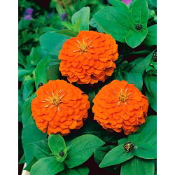 Dahlia gėlių paprasta cinamija "Orange King" - 120 sėklų - Zinnia elegans dahliaeflora - sėklos
