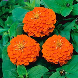 Dahlia gėlių paprasta cinamija "Orange King" - 120 sėklų - Zinnia elegans dahliaeflora - sėklos
