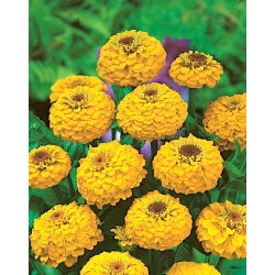 Zinnia "Liliput Golden Gem" - galben - 81 de semințe - Zinnia elegans