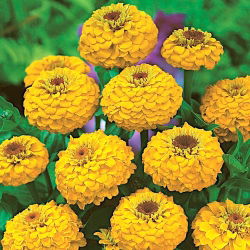 Zinnia "Liliput Golden Gem" - galben - 81 de semințe - Zinnia elegans