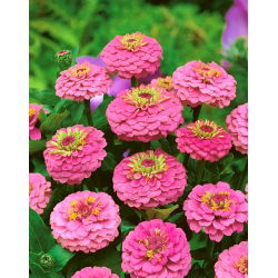 Zinnia elegans - Liliput Rose Gem - 81 zaden - roze