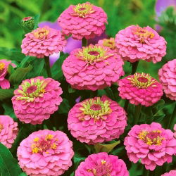Zinnia elegans - Liliput Rose Gem - 81 zaden - roze