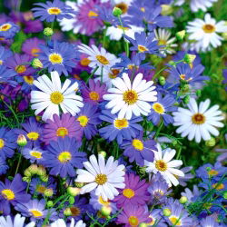Dukkekrave - blanding - Brachyscome iberidifolia - Farverigt sommerskue - Friske frø