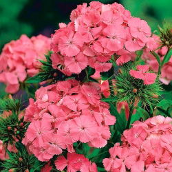 Rosa-laranja Doce William "Newport Pink" - 450 sementes - Dianthus barbatus