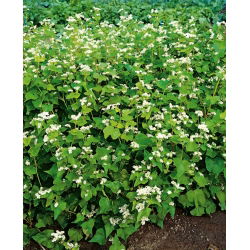 Grano saraceno - 1 kg - Fagopyrum esculentum - semi