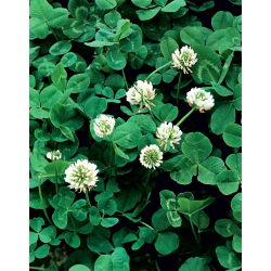 白三叶草“Grasslands Huia” -  1公斤 - Trifolium repens - 種子