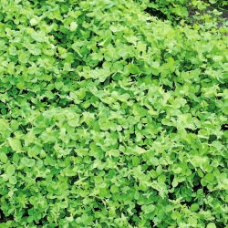 Alsike конюшина "Aurora" - 1 кг - Trifolium hybridum - насіння