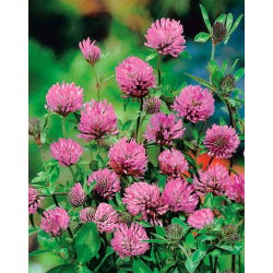 Конюшина "Розета" - 1 кг - Trifolium pratense - насіння