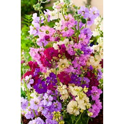 Hạt giống 'Màu sắc hỗn hợp' - Matthiola incana annua - 300 hạt giống