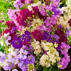 Hạt giống 'Màu sắc hỗn hợp' - Matthiola incana annua - 300 hạt giống