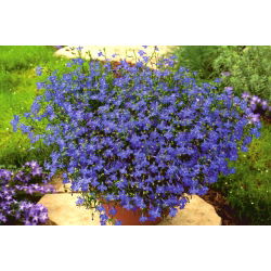 Lobelia Sapphire seeds -  Lobelia pendula - 3000 seeds