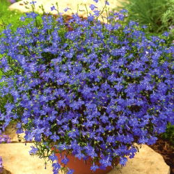 Lobelia Sapphire seeds -  Lobelia pendula - 3000 seeds