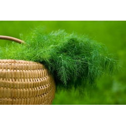 Taman dill "Emerald" - 500 g - 