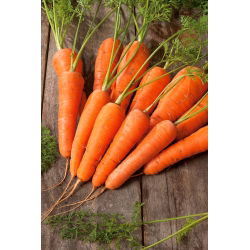 Porgand - Nantes 3 - seemnelint - Daucus carota ssp. sativus  - seemned