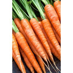Морква "Succes" - пізній, зберігається сорт - 4250 насіння - Daucus carota ssp. sativus 