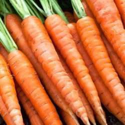 Морква "Succes" - пізній, зберігається сорт - 4250 насіння - Daucus carota ssp. sativus 