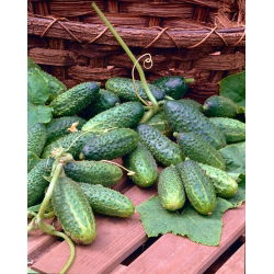 Cucumber - Alhambra F1 - Seed tape - Juicy Crispness, Refreshingly Bright