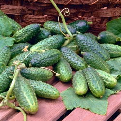 Cucumber - Alhambra F1 - Early, Parthenocarpic, Bitter-Free - Fresh Seeds